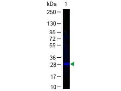 Western Blot: GFP Antibody [FITC] [NB100-1183] - Lane 1: GFP. Load: 50 ng per lane. Primary antibody: none. Secondary antibody: Fluorescein Conjugated Anti-GFP at 1:1000 for 60 min at RT. Block: 1% BSA-TTBS for 30 min at RT. Predicted/Observed size: 28 kDa, 28 kDa.